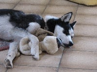 Étalon Siberian Husky - Jek des rêves de l'hiver blanc