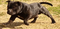 Étalon Staffordshire Bull Terrier - Hscarface The Devils Of Love