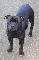 Étalon Staffordshire Bull Terrier - Lazy lizzi of Happy Angels