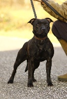Étalon Staffordshire Bull Terrier - I'm a badass girl From Darkness To Light