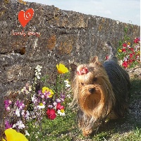 Étalon Yorkshire Terrier - Lovely Story Jinger je t'aime