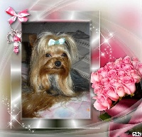 Étalon Yorkshire Terrier - Givenchy De la vierge doree