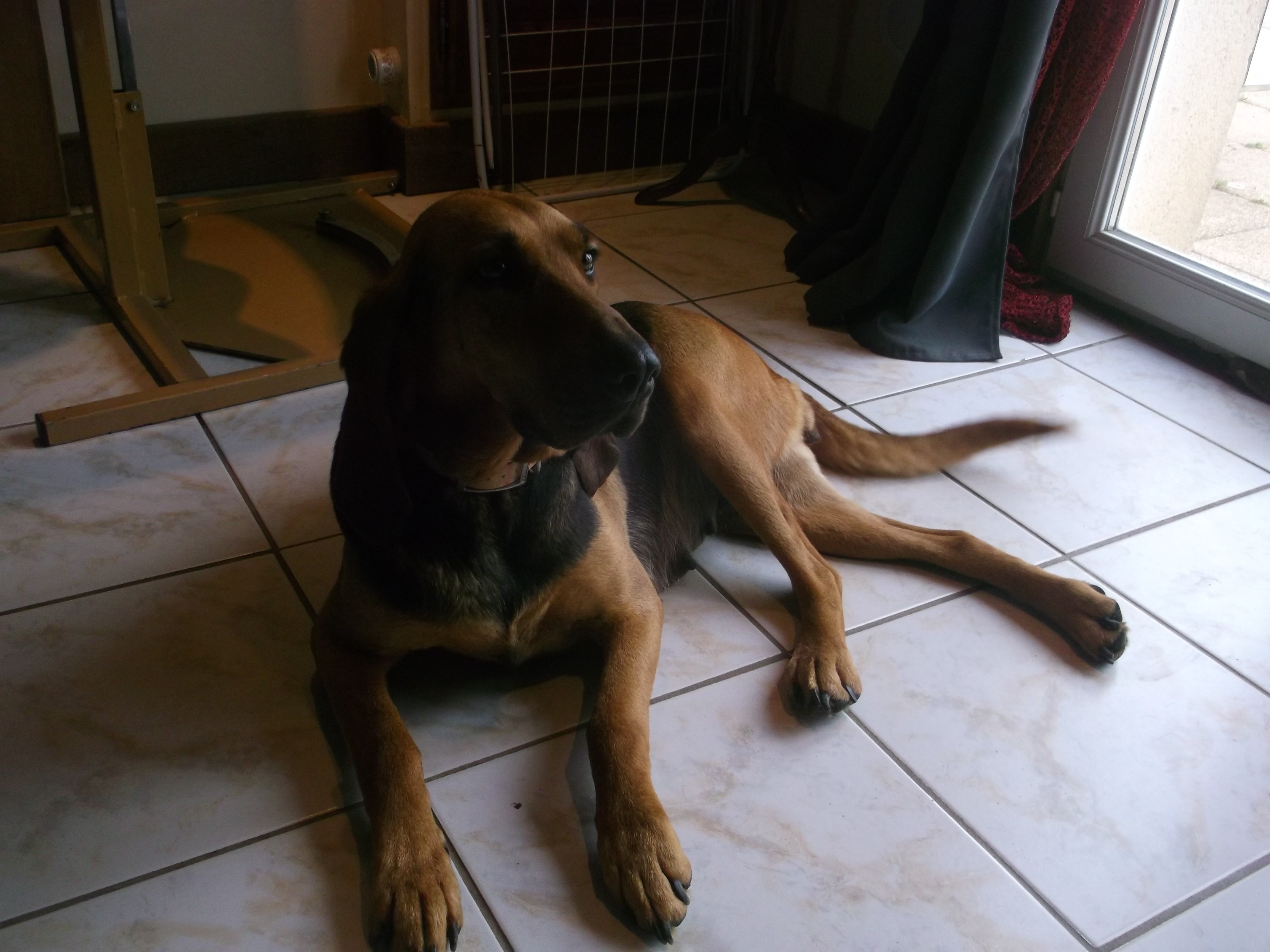 Chien Bruno St Hubert Français Du domaine de riboulon Gala