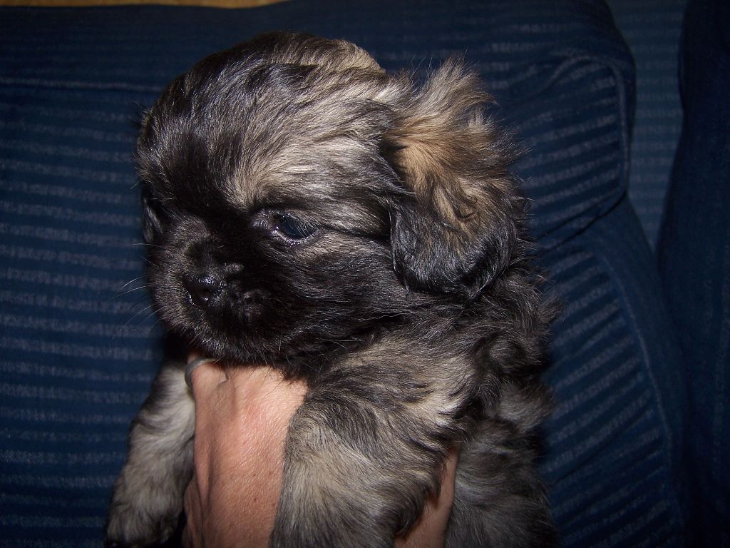 Nikita Des Petits Dieux Du Conchos