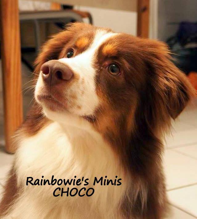 Rainbowie's Minis Choco