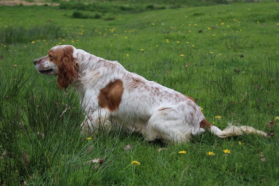 Elevage Du Mas D Eyraud Setter Anglais