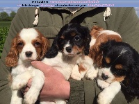 Étalon King Charles Spaniel - Mon chien des Kings des pins parasols
