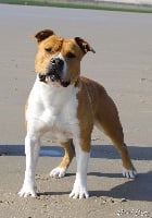 Étalon American Staffordshire Terrier - Distinct Origins Lino