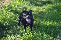 Étalon Staffordshire Bull Terrier - Loki just perfect of memory The Little English Bull