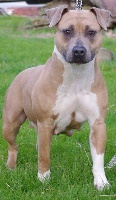 Étalon American Staffordshire Terrier - Jeepsy Of Lady's Staff