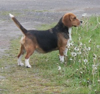 Étalon Beagle - Lily wood Des Jardins De Vesco