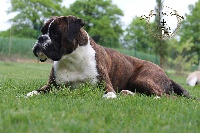 Étalon Boxer - Metiss dit edith des Jardins de Passiflore