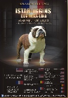 Étalon Bulldog Anglais - Istar iggins des Roxa-Lina
