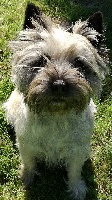 Étalon Cairn Terrier - Lulani de Cosédia