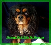 Étalon Cavalier King Charles Spaniel - Maya De L'Elite Du Kevezer