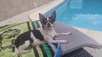Étalon Chihuahua - Voxel Ux Joy