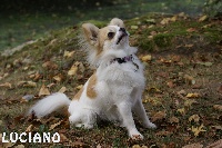 Étalon Chihuahua - du Diamant d'Or Luciano