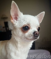 Étalon Chihuahua - Timeless Love Like a khaleesi