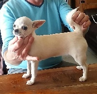 Étalon Chihuahua - MajestÉ Des Barons De Maule