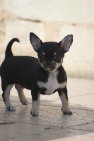 Étalon Chihuahua - Mobylette (Sans Affixe)