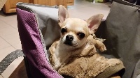 Étalon Chihuahua - zoya's kingdom Dima