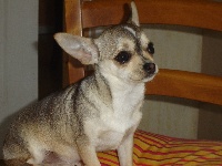 Étalon Chihuahua - Lorena du Harpouy D'Auzan