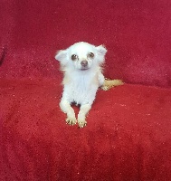 Étalon Chihuahua - Louna Des Chtichihuahuas
