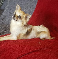 Étalon Chihuahua - Lilou Des Chtichihuahuas