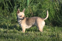 Étalon Chihuahua - Jonquille dit pussynette (Sans Affixe)