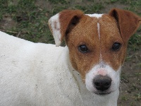 Étalon Jack Russell Terrier - Météor (Sans Affixe)