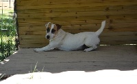 Étalon Jack Russell Terrier - Falbala Du Bois De Capsil