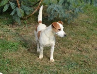 Étalon Jack Russell Terrier - Edison Des halliers de la lierre