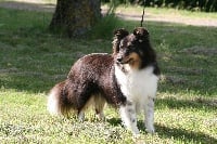 Étalon Shetland Sheepdog - Jolie luna du Royaume d'Angélique