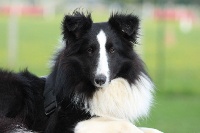 Étalon Shetland Sheepdog - Malys-black dite manzana Du domaine de cora de ramatuelle