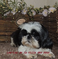 Étalon Shih Tzu - Lee-lou De La Villa Des Houx