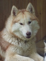 Étalon Siberian Husky - Lena de la Vallee de L'Or Bleu