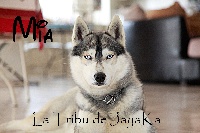 Étalon Siberian Husky - Mia la Tribu De Jayaka