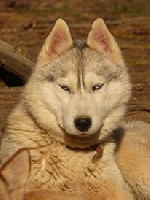 Étalon Siberian Husky - Laika de la Vallee de L'Or Bleu