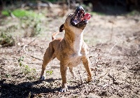 Étalon Staffordshire Bull Terrier - India (Sans Affixe)