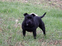 Étalon Staffordshire Bull Terrier - Impact (Sans Affixe)