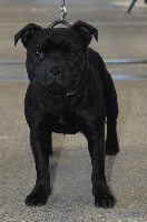 Étalon Staffordshire Bull Terrier - Make my day magnum Black Bulldiamonds