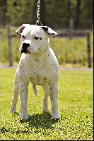 Étalon Staffordshire Bull Terrier - Staffordiamond's My happy white king