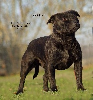 Étalon Staffordshire Bull Terrier - Jessie (Sans Affixe)