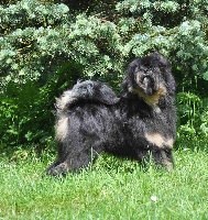 Étalon Terrier Tibetain - chambanya Born to be my baby