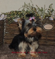 Étalon Yorkshire Terrier - Mackenzie De La Villa Des Houx