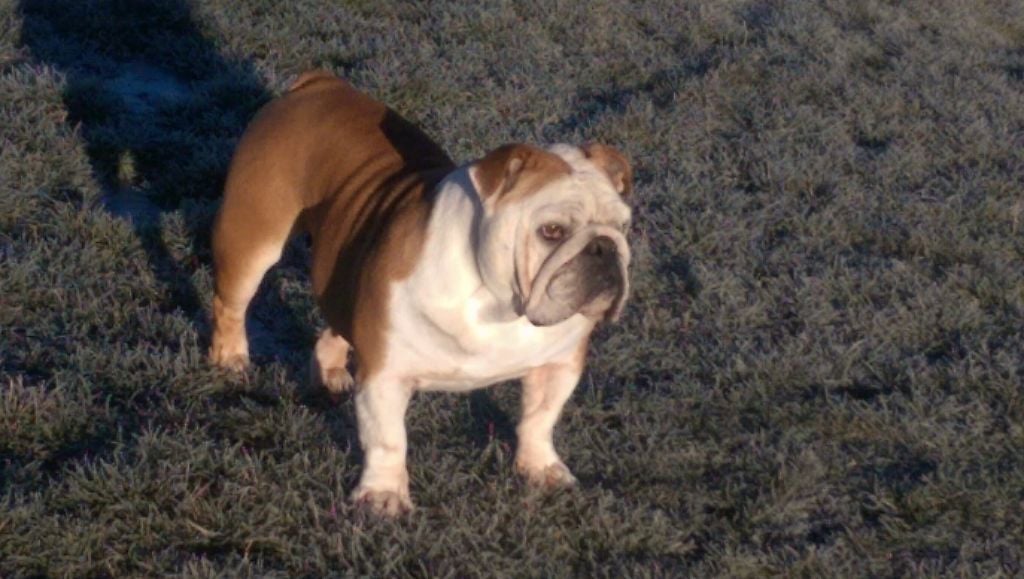 Les Bulldog Anglais de l'affixe   I Believe I Can Fly