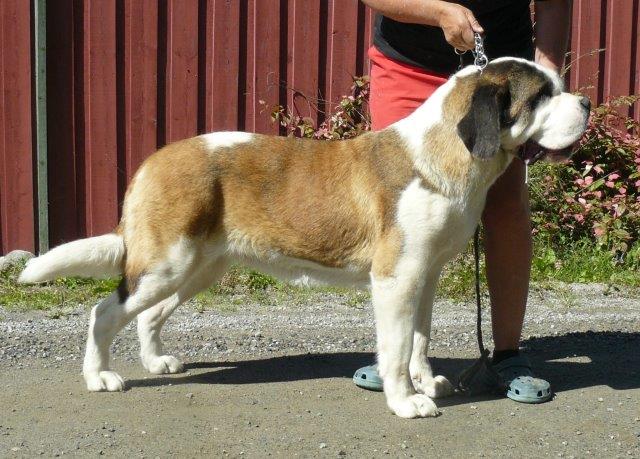 Les Saint Bernard De La Vallée De L Hogmiau