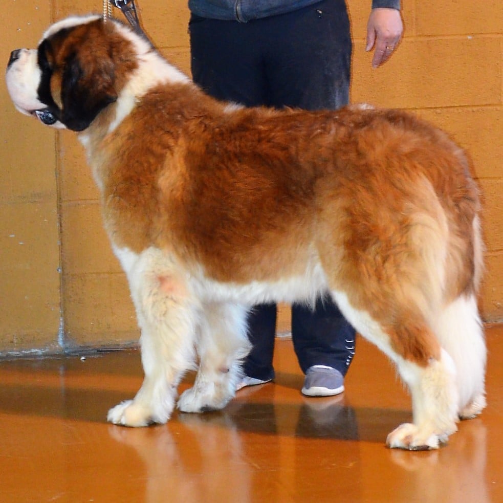 Les Saint Bernard De La Vallée De L Hogmiau
