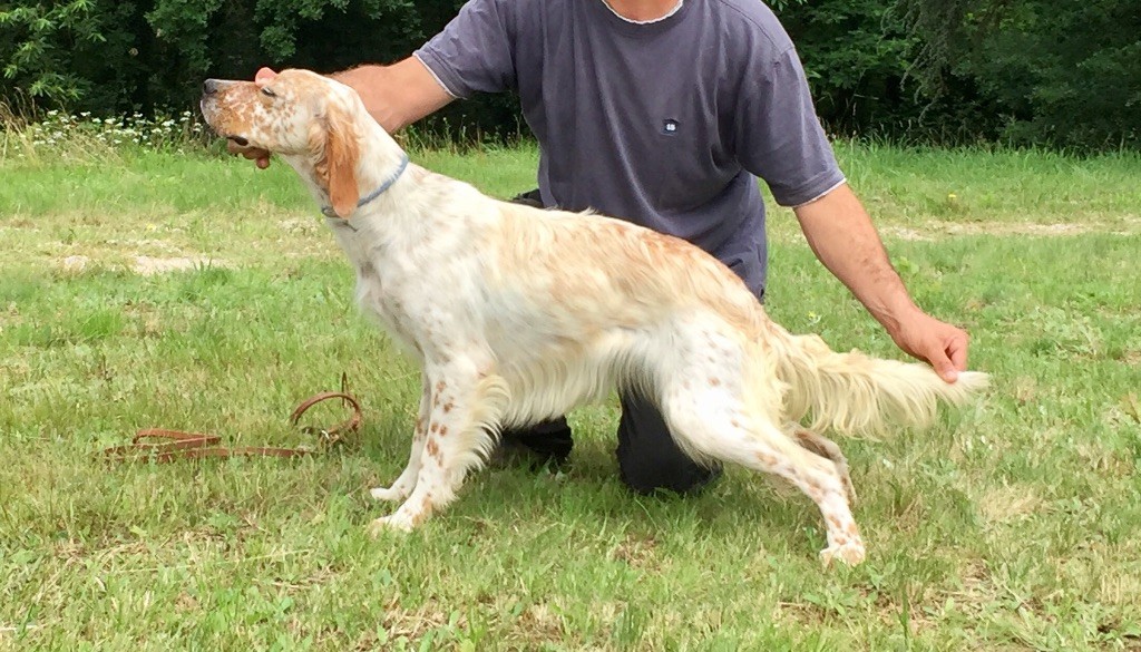 Chien - Elevage Des Belles Du Causse - eleveur de chiens Chien - Elevage Des Belles Du Causse - eleveur de chiens