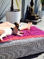 Étalon Jack Russell Terrier - Irun Du domaine de saint clair